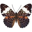  Blue Cracker - Hamadryas feronia icon